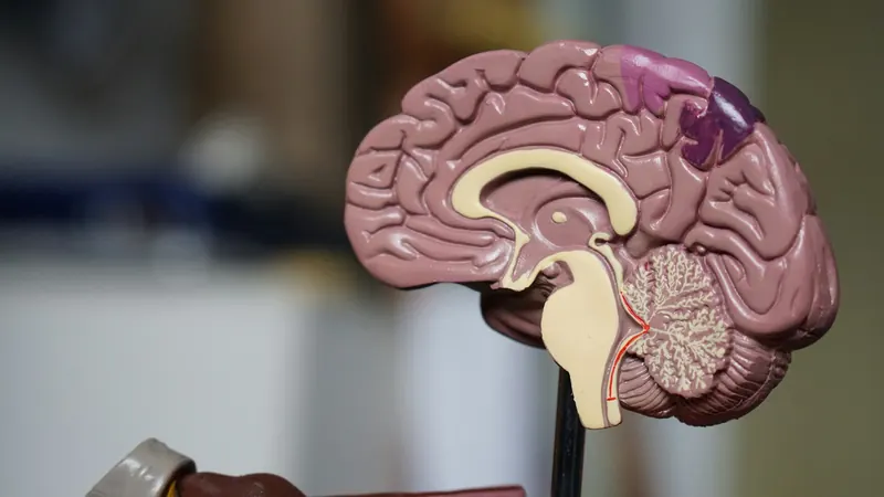 Pink anatomical brain model displayed against a softly blurred background