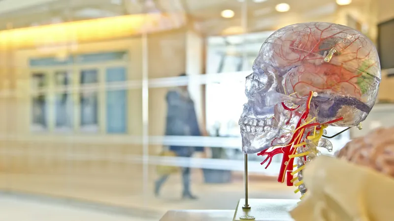 Transparent anatomical head model showing blood vessels beside broad windows